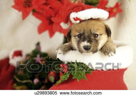 Stock Photography - Puppy in Christmas stocking. Fotosearch