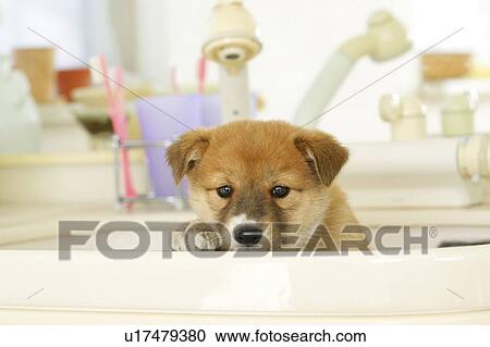 Stock Image - Puppy in sink. Fotosearch