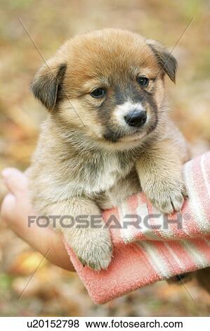 Stock Photo - Puppy in woman's arm. Fotosearch