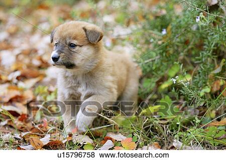 Stock Photo - Puppy on fallen leaves. Fotosearch