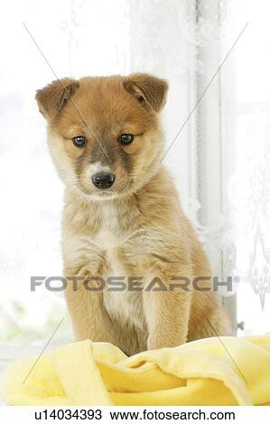 Stock Image - Puppy. Fotosearch