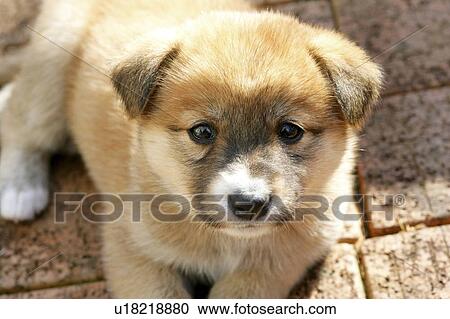 Stock Image - Puppy. Fotosearch