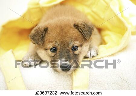 Stock Image - Puppy. Fotosearch
