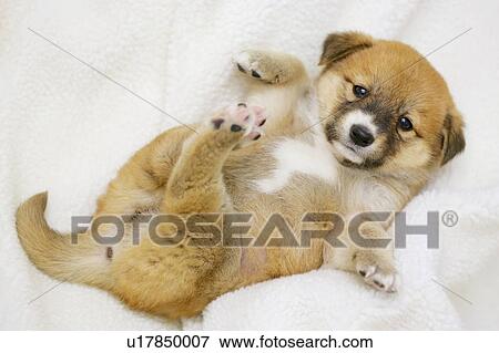 Stock Photo - Puppy. Fotosearch