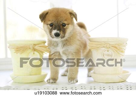 Stock Photo - Puppy. Fotosearch