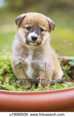 Puppy View Large Photo Image Stock Photography - Puppy. Fotosearch