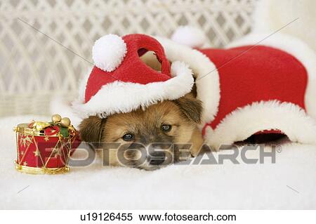Stock Photography - Puppy wearing Santa costume. Fotosearch