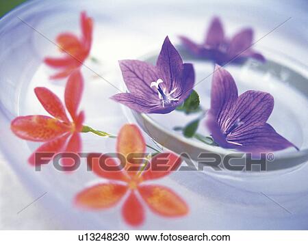 Purple and red flowers View Large Photo Image Stock Image - Purple and red flowers. Fotosearch