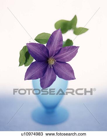 Stock Image - Purple clematis . Fotosearch