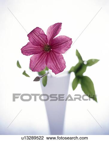 Purple clematis View Large Photo Image Stock Image - Purple clematis . Fotosearch