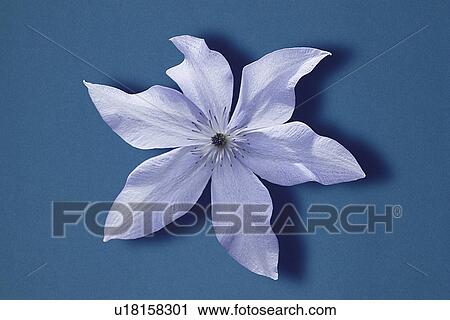 Stock Image - Purple clematis . Fotosearch
