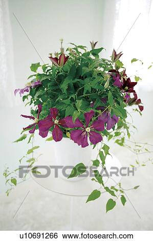 Purple clematis View Large Photo Image Stock Photograph - Purple clematis . Fotosearch
