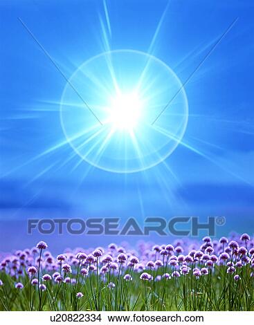Picture - Purple flowers flowering under the sun. Fotosearch