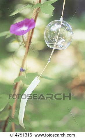 Stock Photograph - Purple morning glory and wind chime. Fotosearch