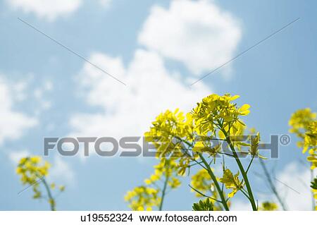 Picture - Rape blossoms against a blue sky. Fotosearch