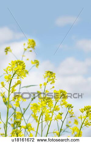 Stock Image - Rape blossoms against a blue sky. Fotosearch