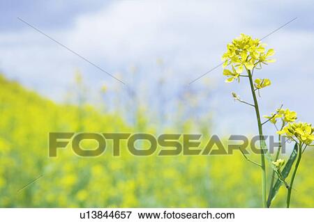 Stock Photo - Rape blossoms against a blue sky. Fotosearch