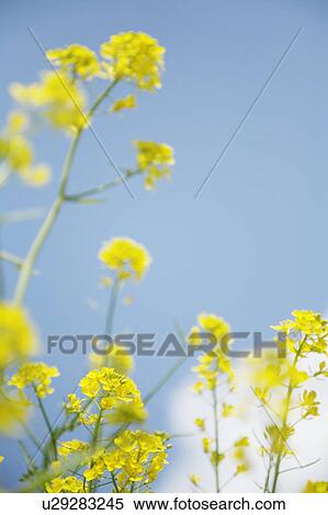 Rape blossoms against a blue sky View Large Photo Image Stock Photography - Rape blossoms against a blue sky. Fotosearch