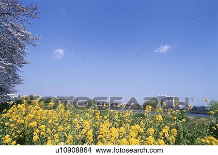 Picture - Rapeseed flowers and a cherry blossom tree. Ota-ku, Tokyo Prefecture, Japan. Fotosearch