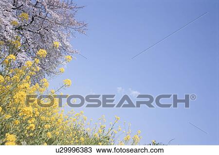 Stock Image - Rapeseed flowers and a cherry blossom tree. Ota-ku, Tokyo Prefecture, Japan. Fotosearch