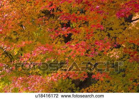 Red and orange autumnal leaves on trees, Otsu, Shiga Prefecture, Japan View Large Photo Image Stock Image - Red and orange autumnal leaves on trees, Otsu, Shiga Prefecture, Japan. Fotosearch