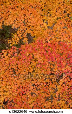 Red and orange autumnal leaves on tree, Otsu, Shiga Prefecture, Japan View Large Photo Image Stock Photograph - Red and orange autumnal leaves on tree, Otsu, Shiga Prefecture, Japan. Fotosearch