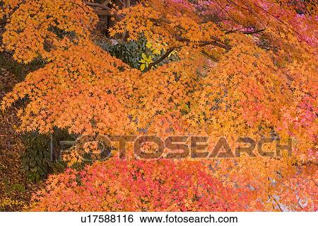 Red and orange autumnal leaves on tree, Otsu, Shiga Prefecture, Japan View Large Photo Image Stock Photograph - Red and orange autumnal leaves on tree, Otsu, Shiga Prefecture, Japan. Fotosearch