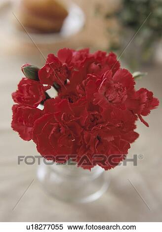 Red carnations in vase View Large Photo Image Stock Photography - Red carnations in vase. Fotosearch