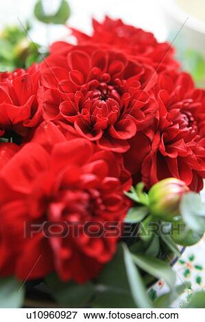 Red dahlias View Large Photo Image Stock Photo - Red dahlias . Fotosearch