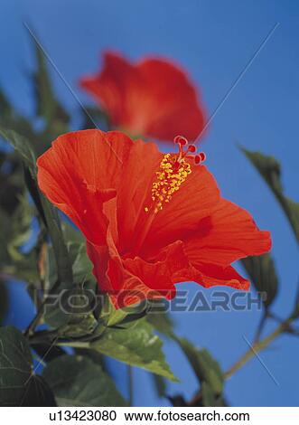 Red hibiscus View Large Photo Image Stock Image - Red hibiscus. Fotosearch