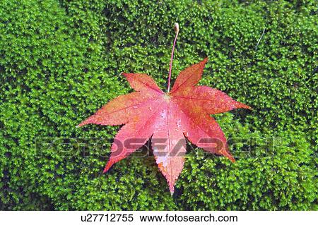 Stock Photography - Red maple leaf on bed of moss. Fotosearch