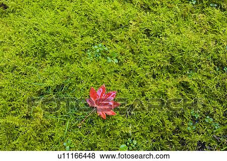 Red maple leaf on moss View Large Photo Image Stock Photo - Red maple leaf on moss. Fotosearch