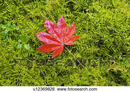 Stock Photo - Red maple leaf on moss. Fotosearch