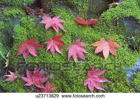 Stock Photo - Red maple leaves on mossy rock. Fotosearch
