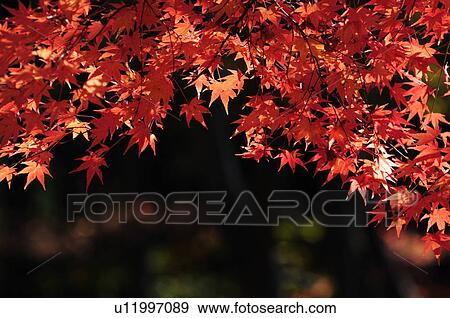 Stock Photo - Red maple leaves. Fotosearch
