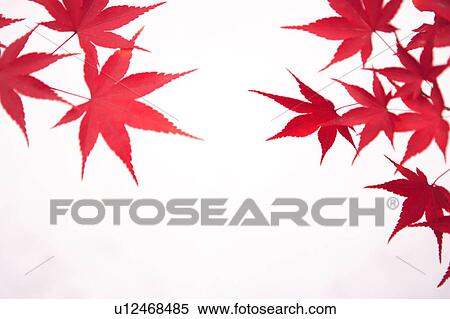 Stock Photography - Red Maple Tree Leaf. Fotosearch