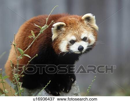 Red panda View Large Photo Image Stock Photo - Red panda. Fotosearch