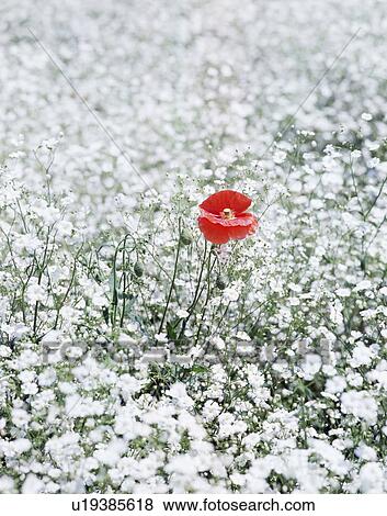 Stock Photo - Red Poppy and Baby's Breath. Fotosearch