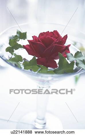 Stock Photo - Red rose in glass, white background. Fotosearch