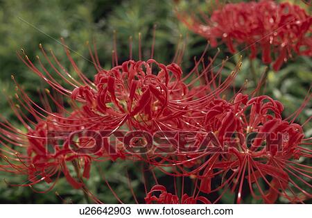 Stock Image - Red spider lily. Fotosearch