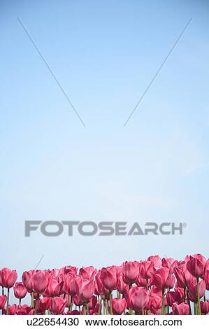 Red tulips against blue sky, blue background, copy space, Tokyo prefecture, Japan View Large Photo Image Stock Image - Red tulips against blue sky, blue background, copy space, Tokyo prefecture, Japan. Fotosearch