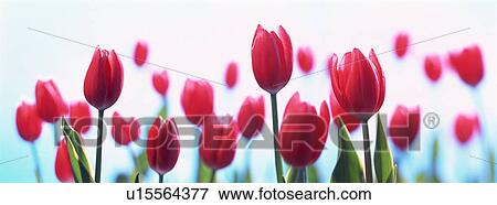 Stock Photo - Red tulips. Fotosearch