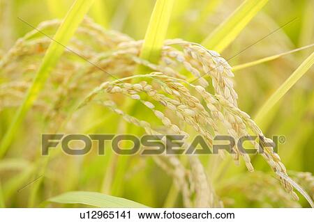 Stock Image - Rice crop. Fotosearch