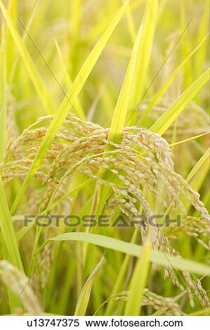 Stock Photography - Rice crop. Fotosearch