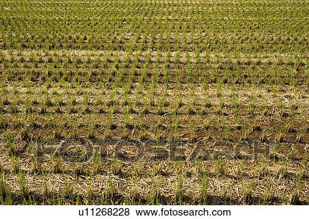 Stock Photo - Rice field. Yasu, Shiga Prefecture, Japan. Fotosearch