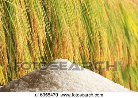 Rice grains next to ears of rice View Large Photo Image Stock Image - Rice grains next to ears of rice. Fotosearch