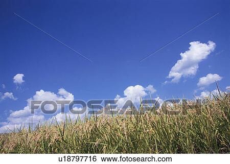 Stock Photograph - Rice paddy and blue cloudy sky. Chino, Nagano Prefecture, Japan. Fotosearch