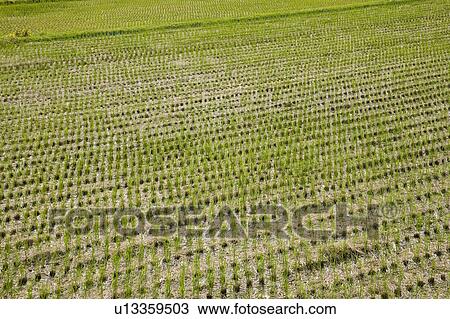 Stock Image - Rice paddy. Otsu, Shiga Prefecture, Japan. Fotosearch