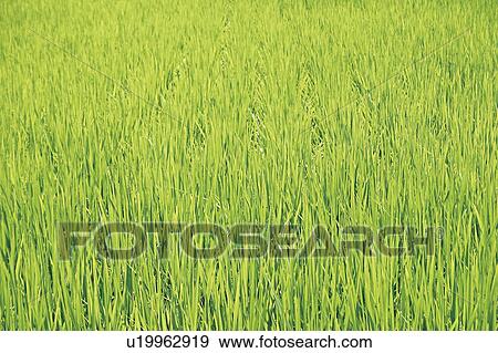 Rice paddy View Large Photo Image Stock Photo - Rice paddy. Fotosearch