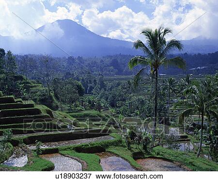 Stock Photo - Rice terrace in Tabanan, Indonesia. Fotosearch